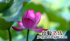 夏至九九歌是什么意思 夏至九九歌意思是什么