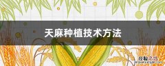 天麻种植技术方法 天麻种植技术方法视频