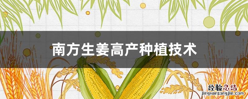 南方生姜种植最新技术 南方生姜高产种植技术