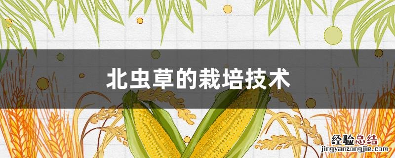 北虫草的栽培技术 北虫草的栽培技术研究