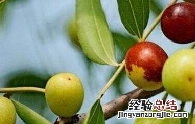 山楂和酸枣的功效与作用 山楂和酸枣的功效与作用禁忌