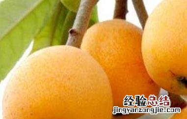 什么人不能吃枇杷蜂蜜 什么人不能吃枇杷
