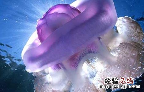 海蜇的做法大全家常 海蜇的做法大全