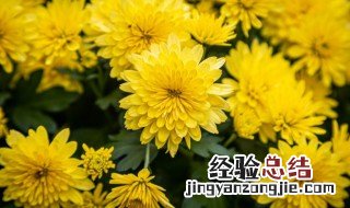 梦见很多菊花是什么意思 梦见很多菊花意思是什么