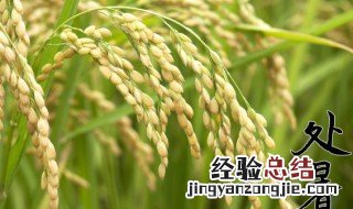 处暑是什么意思啊 处暑是什么意思