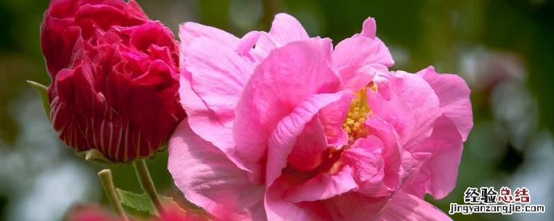 古代的芙蓉脂的意思 古代芙蓉脂是干什么的