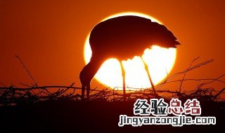 手机照片怎么制作背景 手机如何制作照片背景图片