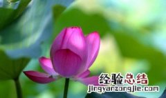 中伏什么意思啊 中伏什么意思