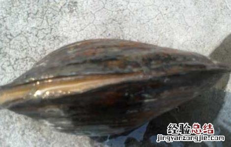 河蚌怎么吃最好吃烧汤 河蚌怎么吃最好
