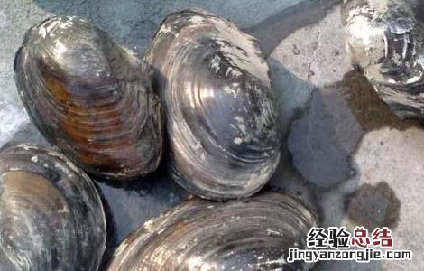 河蚌怎么吃最好吃烧汤 河蚌怎么吃最好