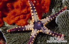 海星可以吃吗? 海星可以吃吗