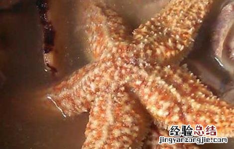 海星可以吃吗? 海星可以吃吗