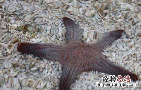 海星可以吃吗? 海星可以吃吗