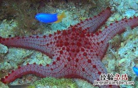 海星可以吃吗? 海星可以吃吗