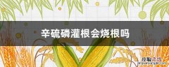 辛硫磷灌根会烧根吗 辛硫磷能灌根吗