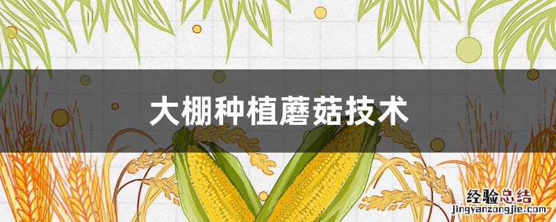 大棚种植蘑菇技术视频 大棚种植蘑菇技术