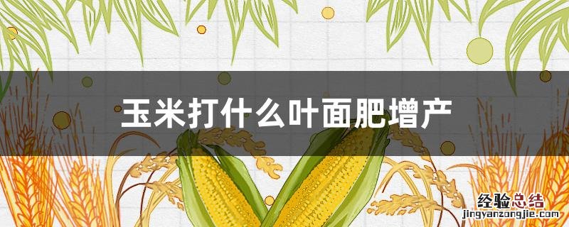 玉米喷施什么叶面肥增产 玉米打什么叶面肥增产