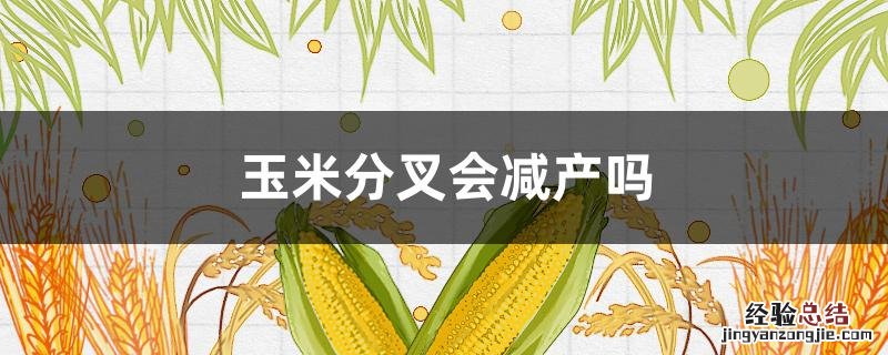 玉米分叉会减产吗 玉米减产会造成什么