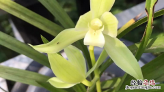 养兰花赚钱吗? 养兰花赚钱吗