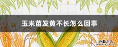 玉米幼苗不长发黄 玉米苗发黄不长怎么回事