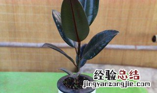 橡皮树能耐多少度的低温 橡皮树耐寒的最低温度