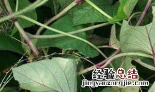 番薯藤泡茶有什么好处 番薯藤泡茶有什么好处和坏处
