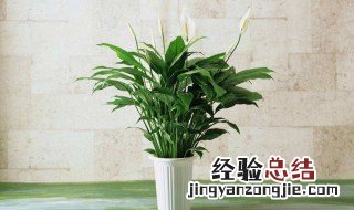 富贵竹除甲醛吗 富贵竹除甲醛吗怎么养