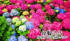 绣球花怎么养护和管理 绣球花怎么养