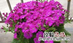 长筒花鳞茎种植时间 长筒花鳞茎种植时间与方法