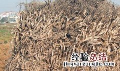 玉米棒做花土需要腐熟吗多久 玉米棒做花土需要腐熟吗