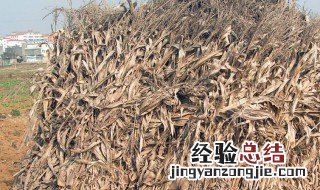 玉米棒做花土需要腐熟吗多久 玉米棒做花土需要腐熟吗