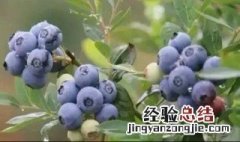 种蓝莓为什么放硫磺粉泡 种蓝莓为什么放硫磺粉