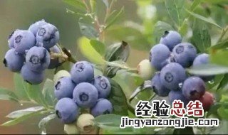 种蓝莓为什么放硫磺粉泡 种蓝莓为什么放硫磺粉