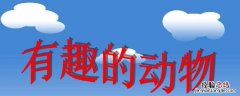 大自然有哪些有趣的动物 大自然有哪些有趣的动物:作文