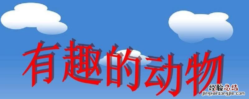大自然有哪些有趣的动物 大自然有哪些有趣的动物:作文