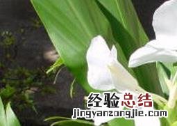 红丝姜花的养殖方法和技巧图解 红丝姜花的养殖方法和技巧