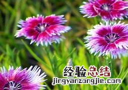 五彩石竹如何养殖视频 五彩石竹如何养殖