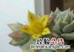 多肉植物水培要注意什么 多肉植物水培要注意什么细节