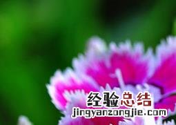 石竹如何养殖和管理 石竹如何养殖