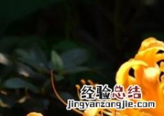 忽地笑的养殖方法与注意事项 含笑的养殖方法