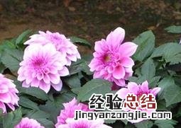 大丽花的四季管理 大丽花的冬季管理