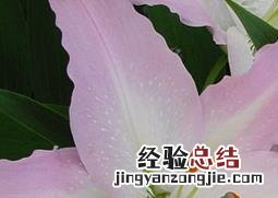 东方百合如何养 东方百合怎么养