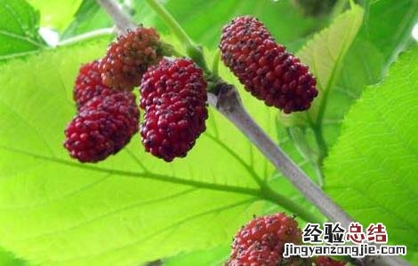 桑葚酒的制作方法视频 桑葚酒的制作方法
