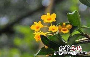 鼓槌石斛怎么吃最好 鼓槌石斛怎么吃最好吃