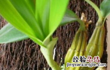 鼓槌石斛怎么吃最好 鼓槌石斛怎么吃最好吃