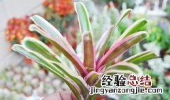 积水凤梨怎么养 积水凤梨怎么养才好看