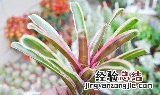 积水凤梨怎么养 积水凤梨怎么养才好看