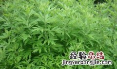 艾叶怎么治风湿 艾叶怎么治风湿关节炎