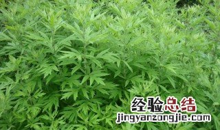 艾叶怎么治风湿 艾叶怎么治风湿关节炎