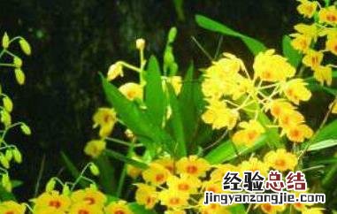 鼓槌石斛怎么食用最好 鼓槌石斛怎么食用